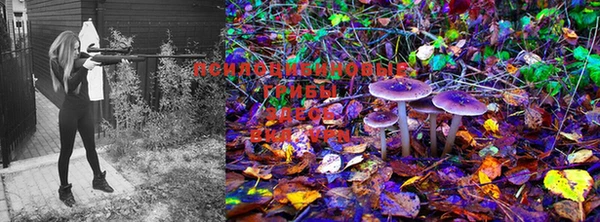 PSILOCYBIN Алексеевка